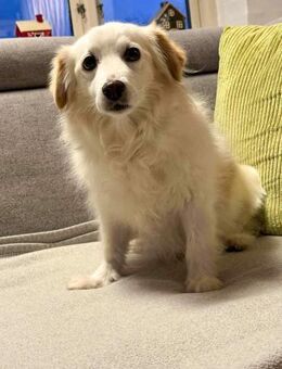 Tia sucht ein neues Zuhause - Schwabach