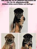 Shiba Welpen in 74842