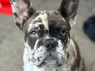 Französische Bulldogge - Bielefeld Dalbke
