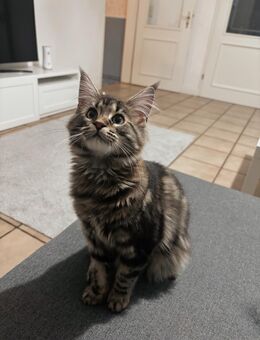 Maine Coon Kitten - Marne
