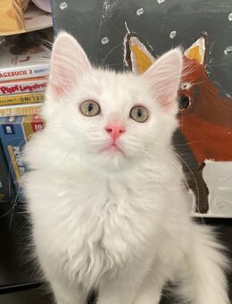 Wunderschöne weiße Türkisch Angora Kitten mit Ragdoll Mix - Filderstadt