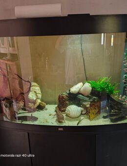 Aquarium mit 4 Axolote - Schmölln