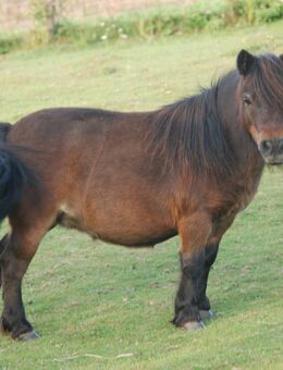 BIRLING BELINDA - eine der letzten Birling Stuten Mini Shetland - Rarität! alt-englische Blutlinie - Felsberg