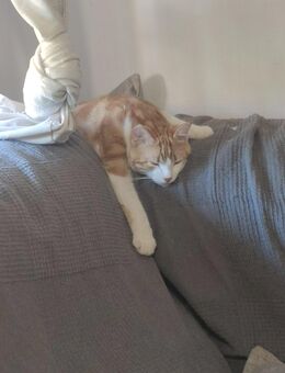 Teddy sucht ein neues Zuhause (als Wohnungskater) - Kippenheim