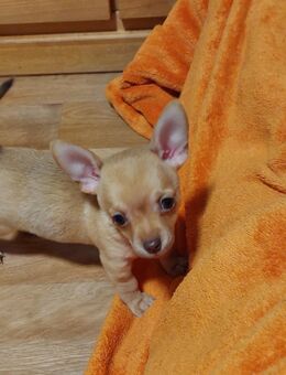 Chihuahua Welpen, reinrassig, kurzhaar , männlich - Merseburg