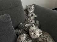 BKH kitten blue silver tabby spotted Britisch Kurzhaar katzen Babykatze - Hiddenhausen