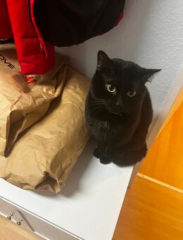 Kater sucht neues Zuhause - Birkenfeld (Rheinland-Pfalz)