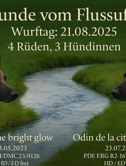 Malinois Welpen - Hagen (Stadt der FernUniversität)