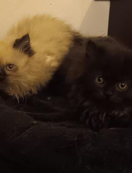 Vier britisch langhaar Katerchen - Berlin