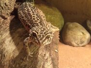 Leopardgecko weibchen DRINGEND abzugeben! - Henstedt-Ulzburg