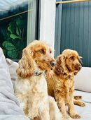 Zwei liebevolle Cocker Spaniel Brüder suchen gemeinsam neues Heim in 85386