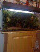 Aquarium kompl. mit Besatz und Zubehör in 23560