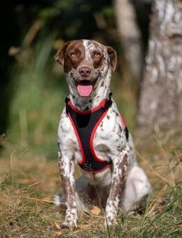 Vorsichtige Kira sucht ihre Menschen - Duisburg