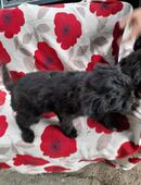 Chihuahua- Yorkshire Welpen in 99837