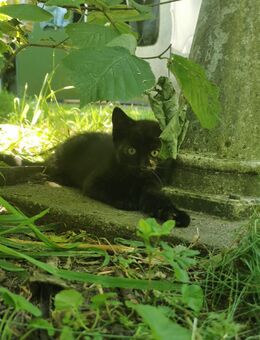 Kitten BLH Waldkatze Mix - Brake (Unterweser)