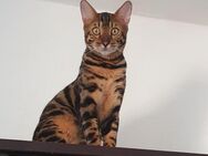 Bengal Katze - Limbach-Oberfrohna