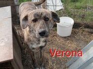 VERONA ❤ sucht Zuhause oder Pflegestelle - Langenhagen