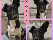 Noisy sucht ihre Herzensmenschen ♥️ - Bissingen
