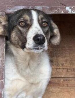 Zuhause gesucht für Kiwi - München