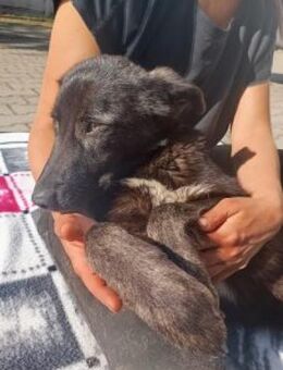 Shiva 52 cm - Alpenrod