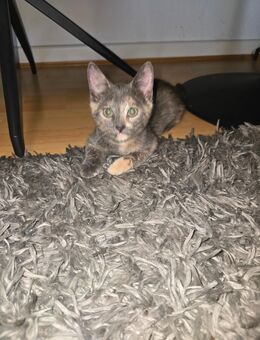 Kitten abzugeben in 3 wochen - Velbert