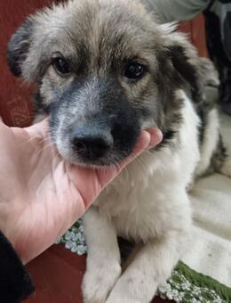 Jane kleine Prinzessin sucht Familie - Großefehn