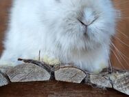 Zwergkaninchen Löwenkopf mix Zwergwidder Die Kaninchen sind nicht SCHÜCHTERN ;) - Schöntal