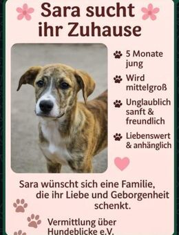 🌸 Sara sucht ihr Für-immer-Zuhause 🌸 - Ludwigshafen (Rhein)