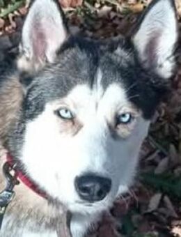 Junghund JACKIE - Gefrees