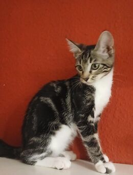 **Süße Katzenbabys suchen liebevolles Zuhause ❤️ - Frankfurt (Main) Heddernheim
