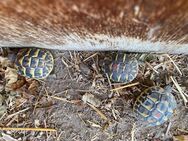 Griechische Landschildkröten/Thh 2020 - Römerberg