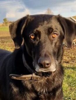 Lotte wartet in der Schweiz - Mettmann