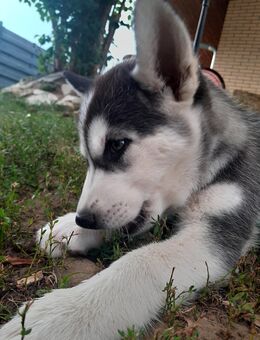 Sibirische Husky Welpen - Linkenheim-Hochstetten