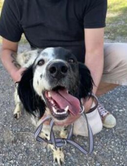 Lucky❤ist ein freundlicher u aktiver Bub - Hamburg