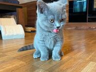 Süße BKH Kitten mit Stammbaum Abgabebereit - München