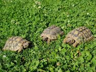 Testudo hermanni boettgerie, NZ2017-2019 - Bruchköbel