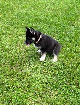 Siberian Husky - Massenbachhausen