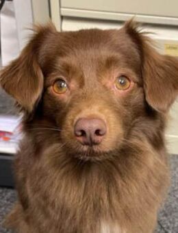 Sergio- sensibel und kuschelbedürftig - Burgstetten