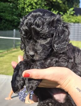 Ein Goldendoodle Welpe sucht noch sein zu Hause - Gelsenkirchen