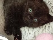 Britische Kurzhaar Kitten - Solingen (Klingenstadt)