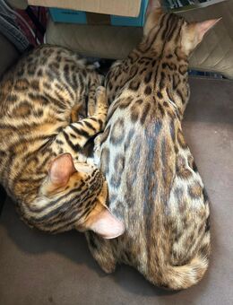 Bengalkitten, Kitten, Babykatzen - Veitsbronn