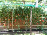 20 Tomatensamen, Baum tomaten bis 4m hoch.tolle Tomaten - Hebertsfelden