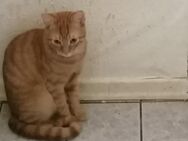 Zuhause gesucht - Hemer