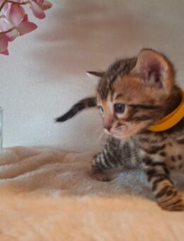 6 wunderschöne mini Leoparden mit Stammbaum - Ankum
