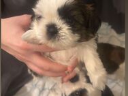 Shih Tzu Welpen - Düsseldorf