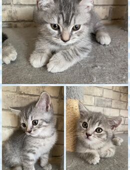 Wunderschön Kitten BKH - Herten