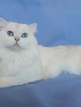 Wunderschöner BLH Deckkater silver shell mit Stammbaum - Fürstenfeldbruck