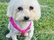 🌸 Bonnie Zarte Malteser-Seele sucht - Kassel