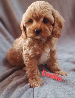 Cavapoo Welpen - Aurich