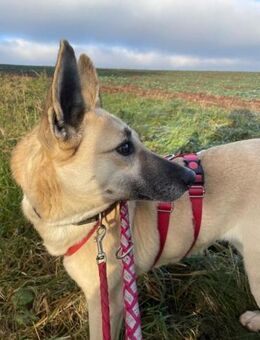 Dasha sucht ein liebes Zuhause - Berlin